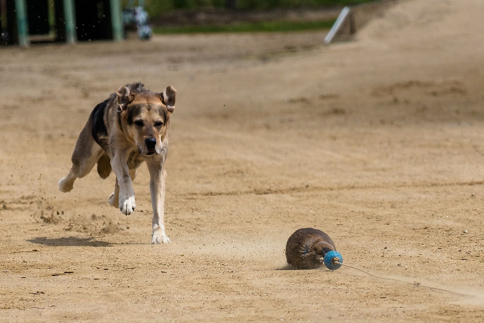 Ein Hund, der eine falsche Beute hetzt