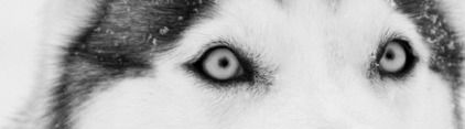 Die 5 Sinne des Hundes