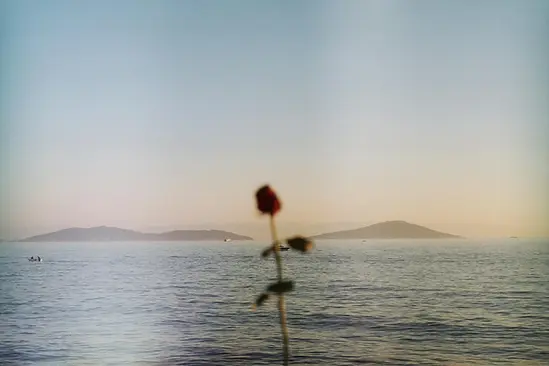 rose.webp