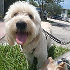 Golden Doodle, Dog Boarding, Dog Day Care, Friendly dog