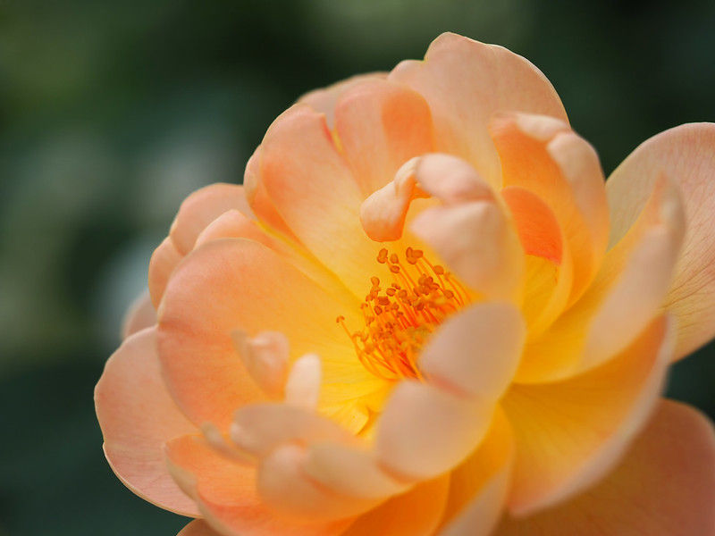 Peach rose in full bloom against a soft green background. The petals are delicate and curled, with a warm glow and vibrant stamens.