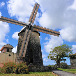 The BELLEVUE estate, which began its activity of distilling agricultural rum in 1821, is today the largest distillery in Marie-Galante and the largest exporter in Guadeloupe with more than 900,000 liters of rum produced per year.
Housed in the heart of the largest sugarcane plantation on the island between Capesterre and the BIELLE distillery, you will not be able to miss this remarkable heritage, between tradition and modernity, which stands out in the distance in the Marie-Galantaise countryside. A superb and authentic restored mill, witness to a history of several centuries and whose wings turn with the trade winds (the only turning point in the Caribbean), adjoins a distillery completely renovated in the early 2000s. Stainless steel, copper and the bright colors of bold orange and cobalt green make this new establishment an architectural success. Focusing on modernity, equipped with high-performance equipment and cutting-edge technologies, the Bellevue distillery stands out for its choice of 100% non-polluting production, making it the first eco-positive estate in the Caribbean.