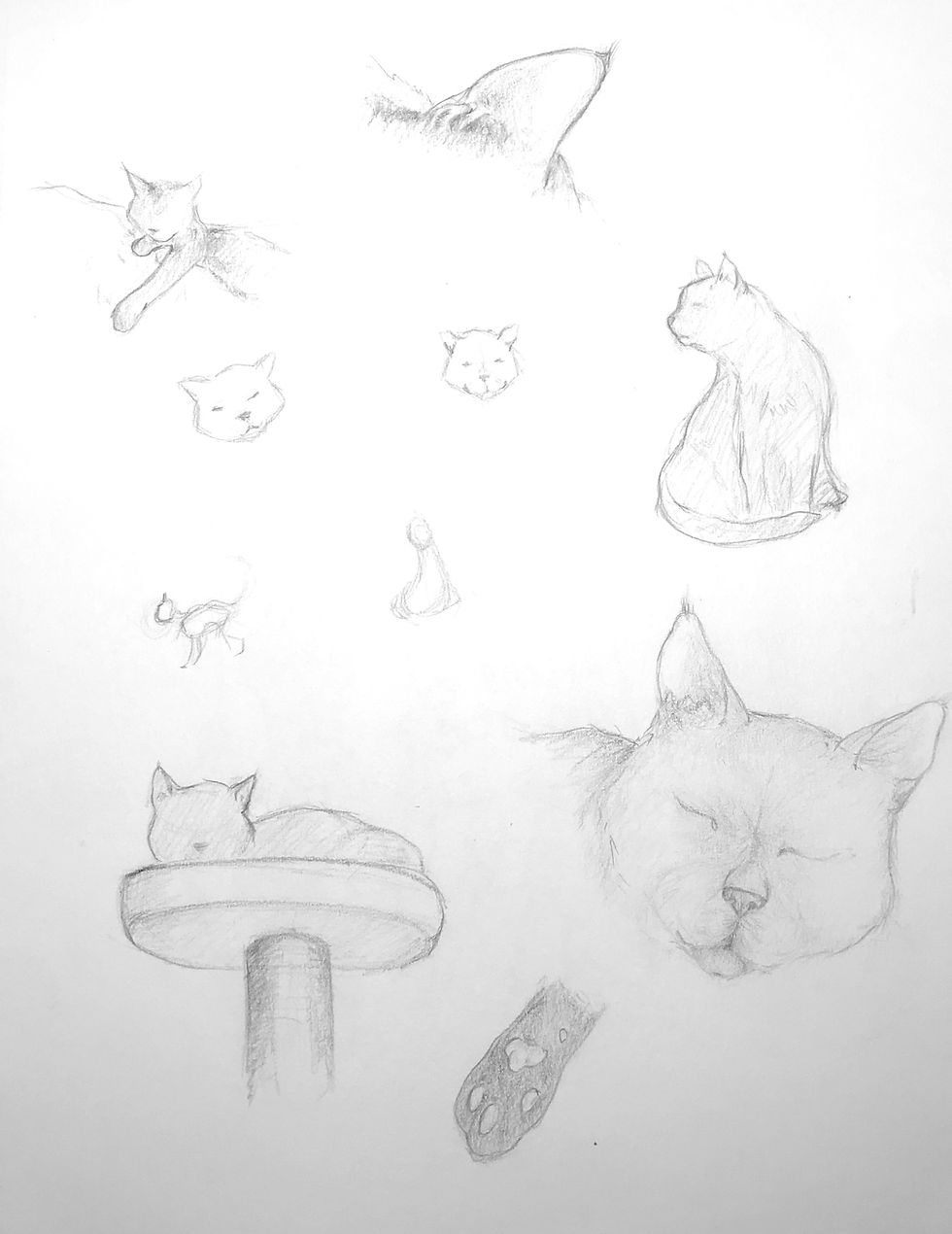 cat study