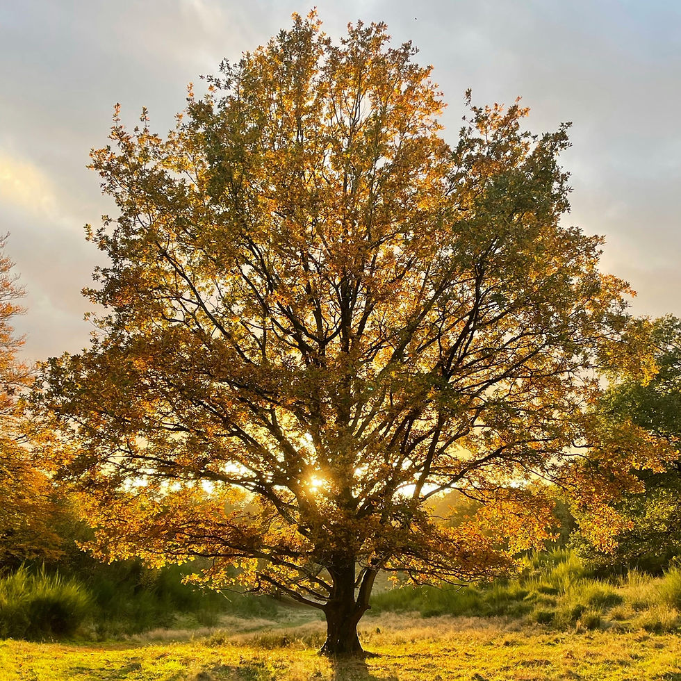 Inspiratie-middag | WIJS! Wie is wijs? Hoe word je wijs?