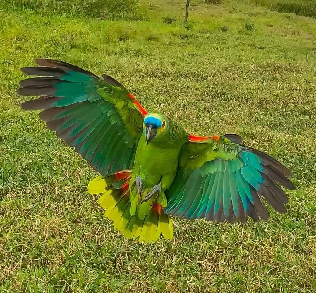 Cachoeira do Papagaio Catarata dos Couros Chapada dos Veadeiros