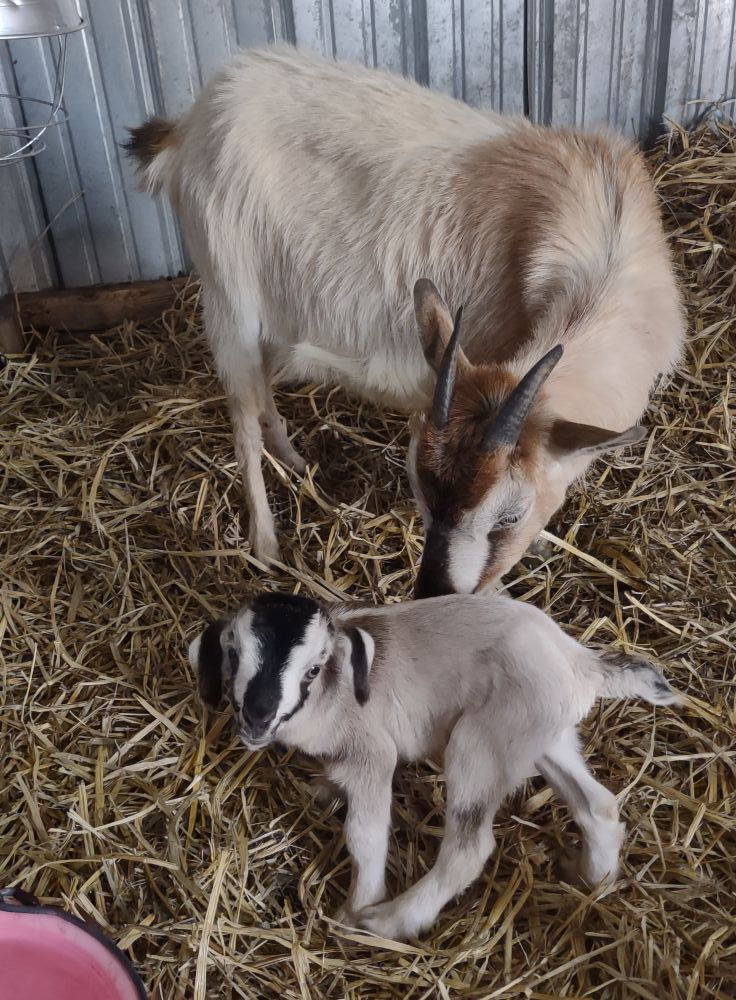 Photo credit to our friends over at Flintrock Ridge Farm.