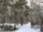 snowy footpaths in woodland
