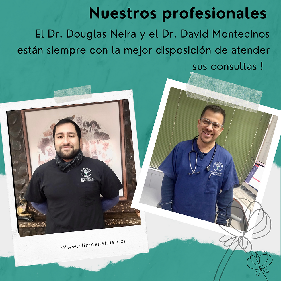 Doctores clinica pehuen freire
