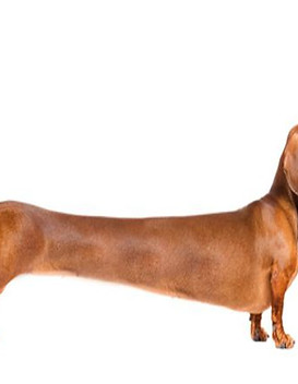 longdog3.jpg