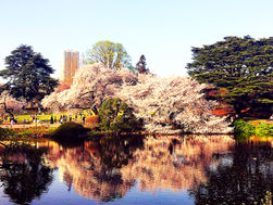 Letters from Tokyo, May 2021: Tokyo’s pandemic time warp