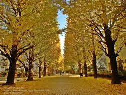 Letters from Tokyo, October 2021: Gingko Gold