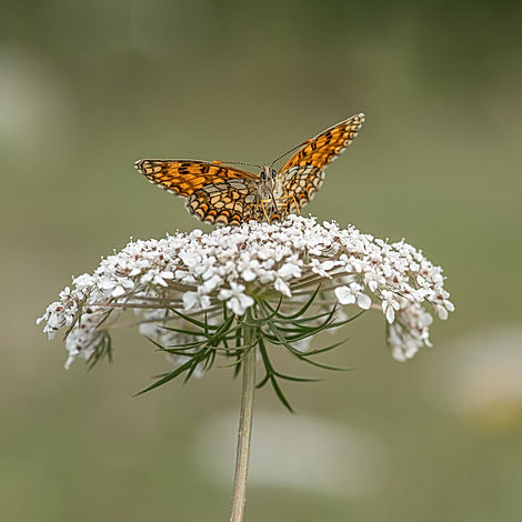 zuidelijke parelmoervlinder, Frankrijk