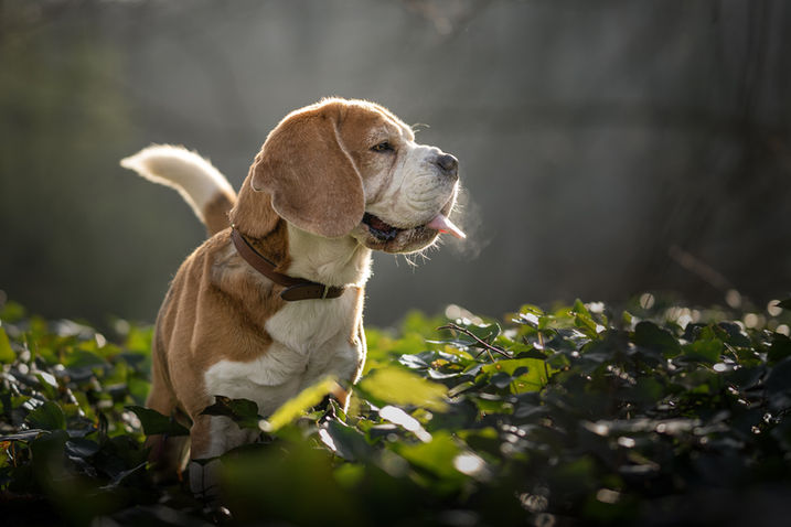 beagle