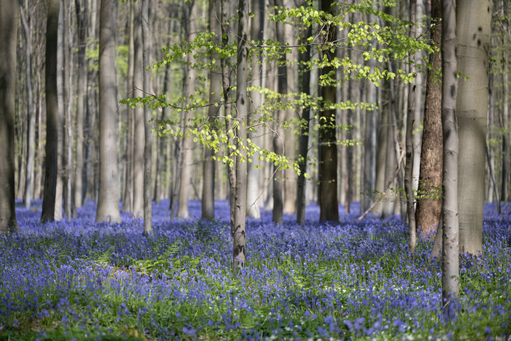 Hallerbos, bluebells, hyacinten, blauwbos