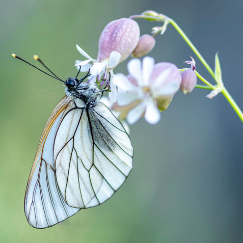 Wat is macrofotografie en hoe doe je dat?