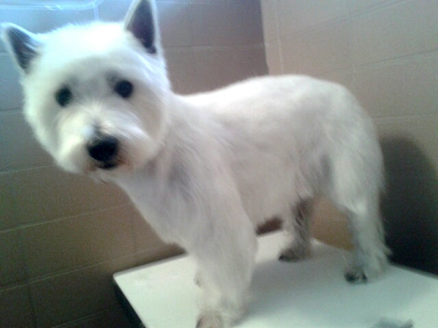 stripping pelo duro westy