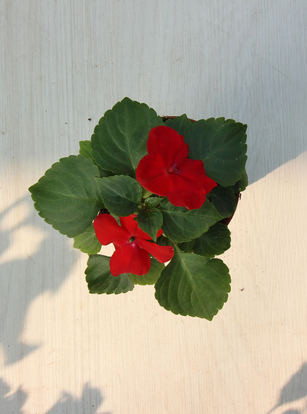Miniatura: Canna di Vetro - Vaso 9