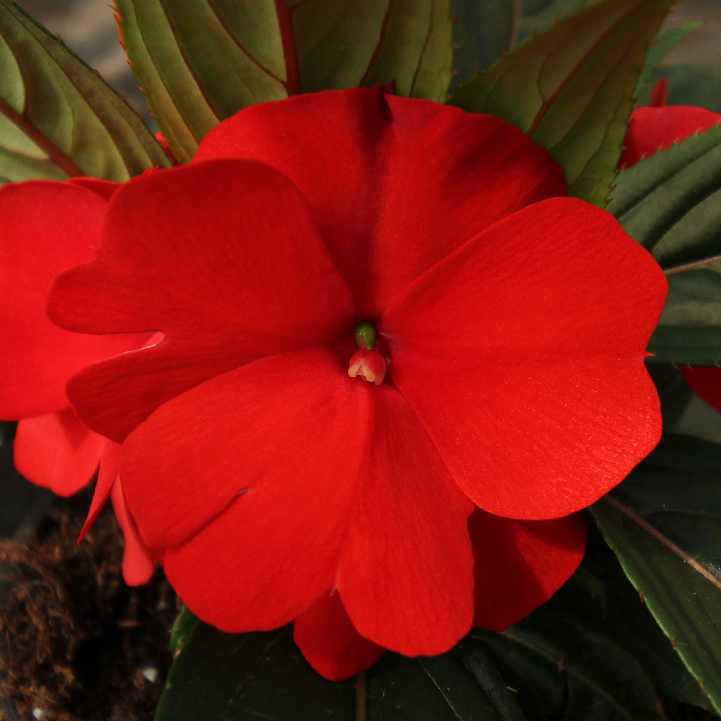 Nuova Guinea Ombra - Vaso 12