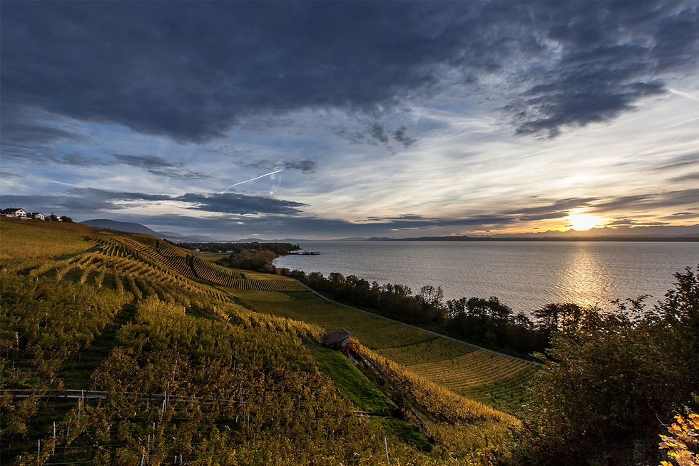 Neuchatel vineyards sitting above the lake