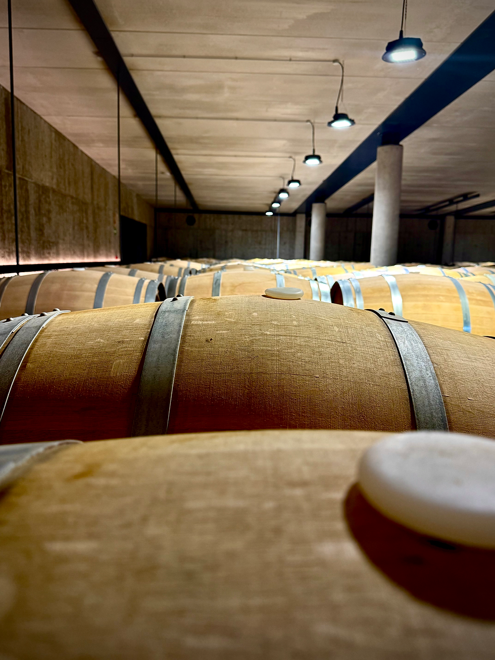 Albillo Mayor aging in barrel — a grape native exclusively to this D.O., recognised under the appellation seal since 2019