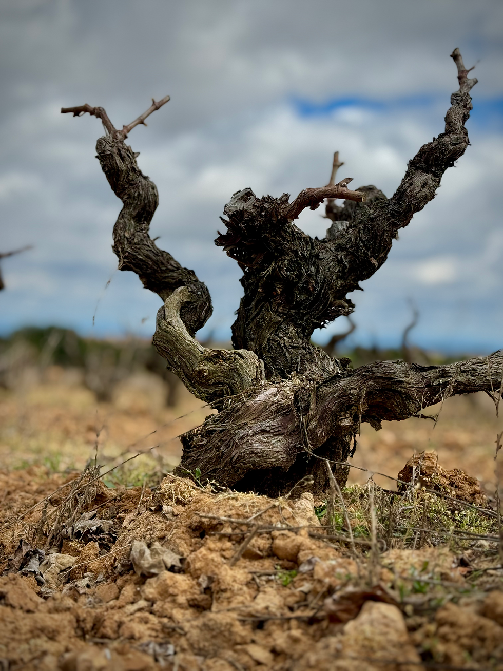 A centenarian-old Tempranillo vine, presenting the DNA and history of Ribera del Duero