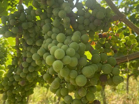 Un bout de Vaud à Zurich