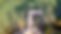 IMG_1330.jpeg