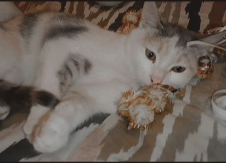 Little Tetri, a stray kitten and fireworks survivor in her new loving home!