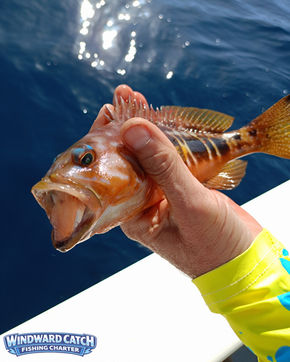 Close-up of an orange-colored grouper fish with stripes being held by the crew's hand over the edge of the boat with the sea in the background.