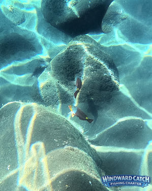 Pez de fondo nadando de perfil pegado a una roca volcánica en una ruta de snorkel de Windward Catch Fishing Charter en Masca.