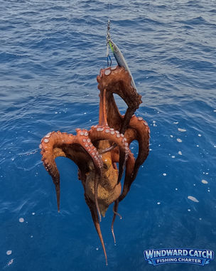 Primer plano de un pulpo gigante colgado de la línea de pesca sobre las aguas de un azul intenso en Windward Catch Fishing Charter desde el sur de Tenerife.