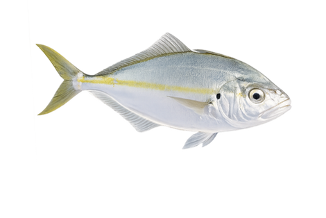 Ideal for enjoying vertical jigging.