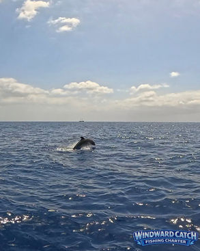 Un delfín mular capturado de lado en el aire en pleno salto, rompiendo la superficie del agua visto desde la embarcación Windward Catch.