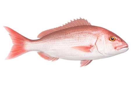 It is caught using vertical fishing and live bait.
