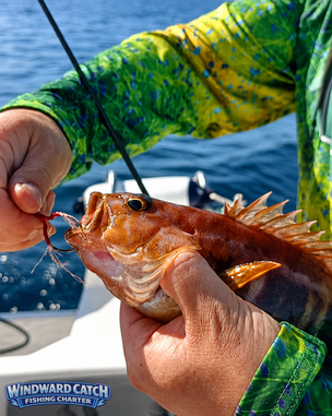 Primer plano de un pescador sosteniendo una cabrilla de color rojizo recién capturado con un anzuelo assist de jigging a bordo de Windward Catch Fishing Charter.