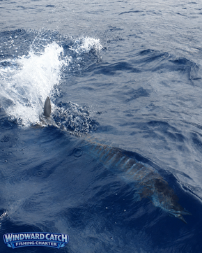 Silhouette of a wahoo swimming near the surface with white foam in the blue water next to the Windward Catch boat.