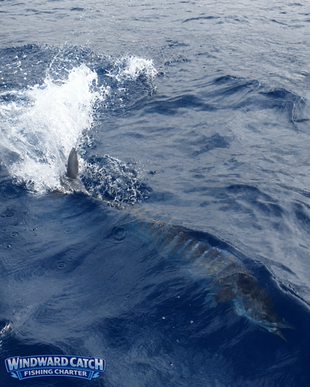 Silueta de un pez peto Wahoo nadando cerca de la superficie con espuma blanca en el agua azul junto al barco Windward Catch Fishing Charter en una jornada de pesca deportiva al curricán.