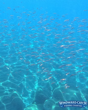 Fotografía submarina con GoPro que muestra un gran banco de pequeños peces nadando sobre un fondo de rocas en Masca con Windward Catch Fishing Charter.