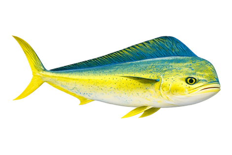 It is caught by trolling and with surface lures.