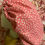 Thumbnail: Pink polka dot/pink satin bonnet