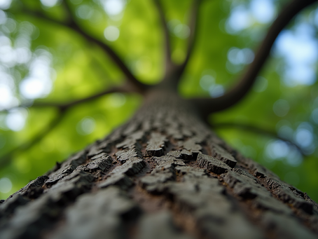 Increasing Safety with Tree Risk Evaluation
