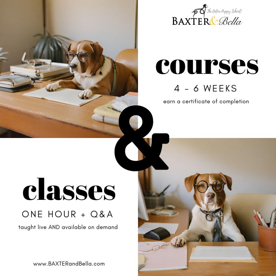 Partners POSTCARDS Online Dog Training BAXTER Bella