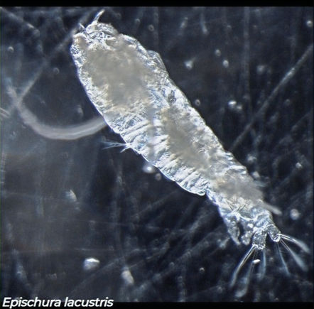 Epischura lacustris, large calanoid copepod with segmented body and elongated second antennae, Canadian freshwater lake sample