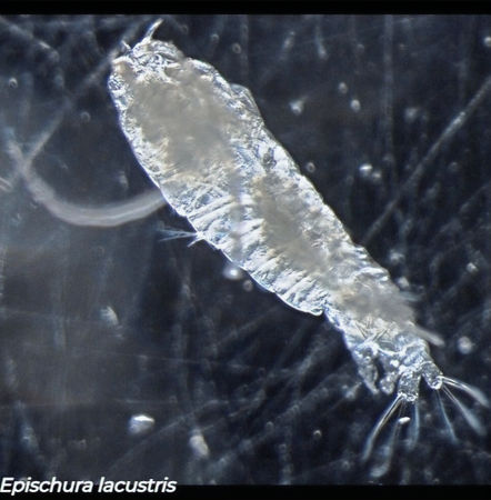 Epischura lacustris, large calanoid copepod with segmented body and elongated second antennae, Canadian freshwater lake sample