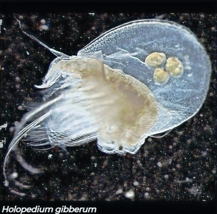 Holopedium gibberum, cladoceran with gelatinous mantle and eggs in brood pouch, Canadian freshwater lake sample