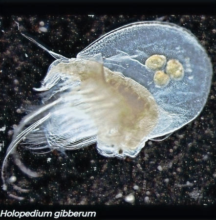 Holopedium gibberum, cladoceran with gelatinous mantle and eggs in brood pouch, Canadian freshwater lake sample