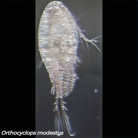 Common freshwater crustacean zooplankton species in Canada.