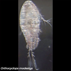 Orthocyclops modestus