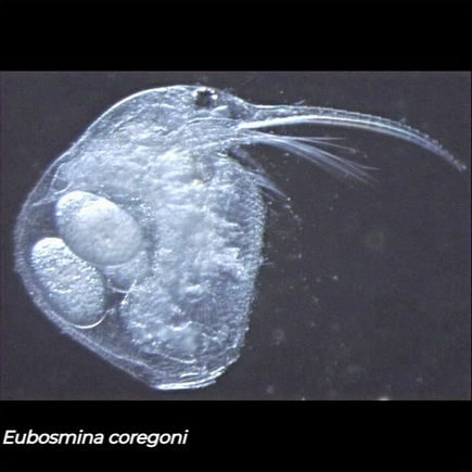 Eubosmina coregoni, a cladoceran in family Bosminidae, showing its rounded shell and paired eggs in brood chamber under microscope.