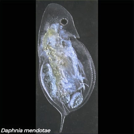 Daphnia mendotae, a cladoceran in family Daphniidae, showing transparent body with visible internal organs and embryo under microscope,